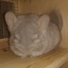 ЧинЧик Чинчик