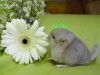 неделя