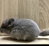 Литл Френд Роузи