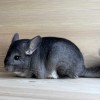 Марианна