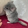 1 лолла