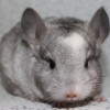 ОллиВия