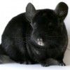 Вивиан