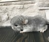 Мачико