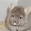 Кукки