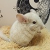 Амилли