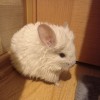 Мимоза Рех