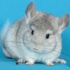 Ларик