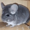 Филимон