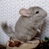 Клементина