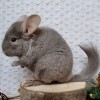 Корнелия