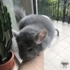 Тесс