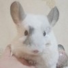 Айс Рафаэлла Вайт