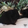 Джоккер Дэн Чарли Пэн