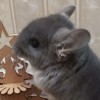 Виолетта