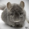 Альбуз
