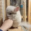 Санчо