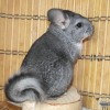 Ларик Н Чж