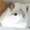 Белоснежное облачко