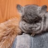 Свит Хэппи Артемон