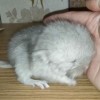 Найс МиМишка