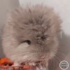 ЗС Милорд