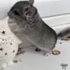 Сима