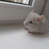 Мариобелла 
