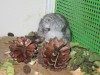 1 неделя