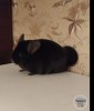 Умбра