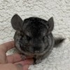 Скейтер
