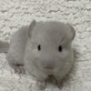 Лима 