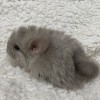 Гай