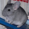 Адам _Черчилль