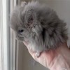 Дино_КХ