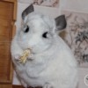Шунь