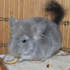 Лаврентий