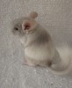 1,5 мес