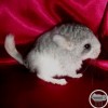 Абрикоска