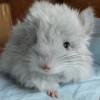 Милли