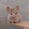 Снежок