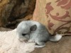 1 неделя