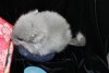 1 мес