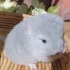 Светти 