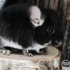 АС Черный Ангел ЧЖ