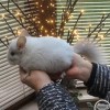 Бонечка