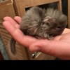 Любимчик