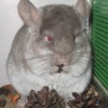 Лионелла