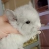 Кокос