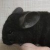 Кокс